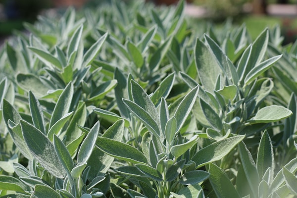 a field full of green sage with lots of leaves