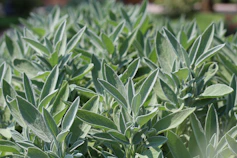 a field full of green plants with lots of leaves