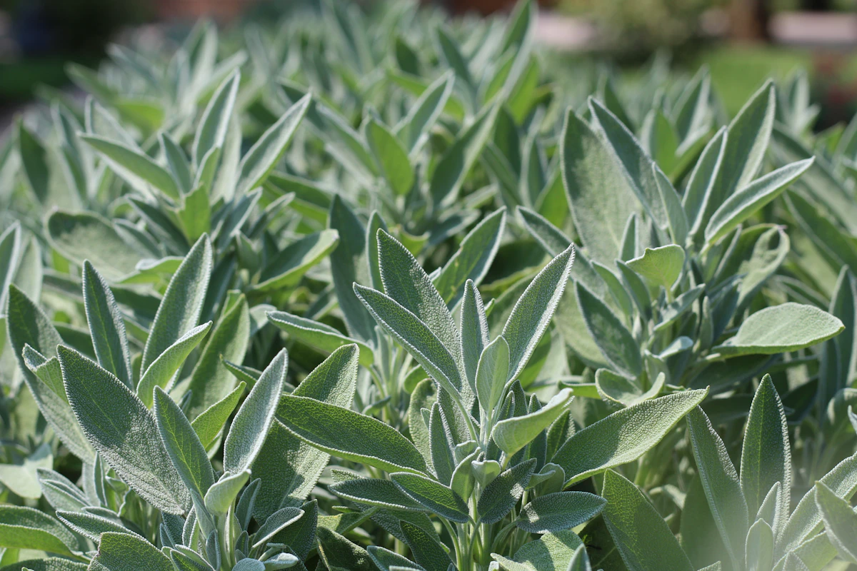 Sage Salvia Growing India — Memory Herb Menopause Hot Flash Encyclopedia