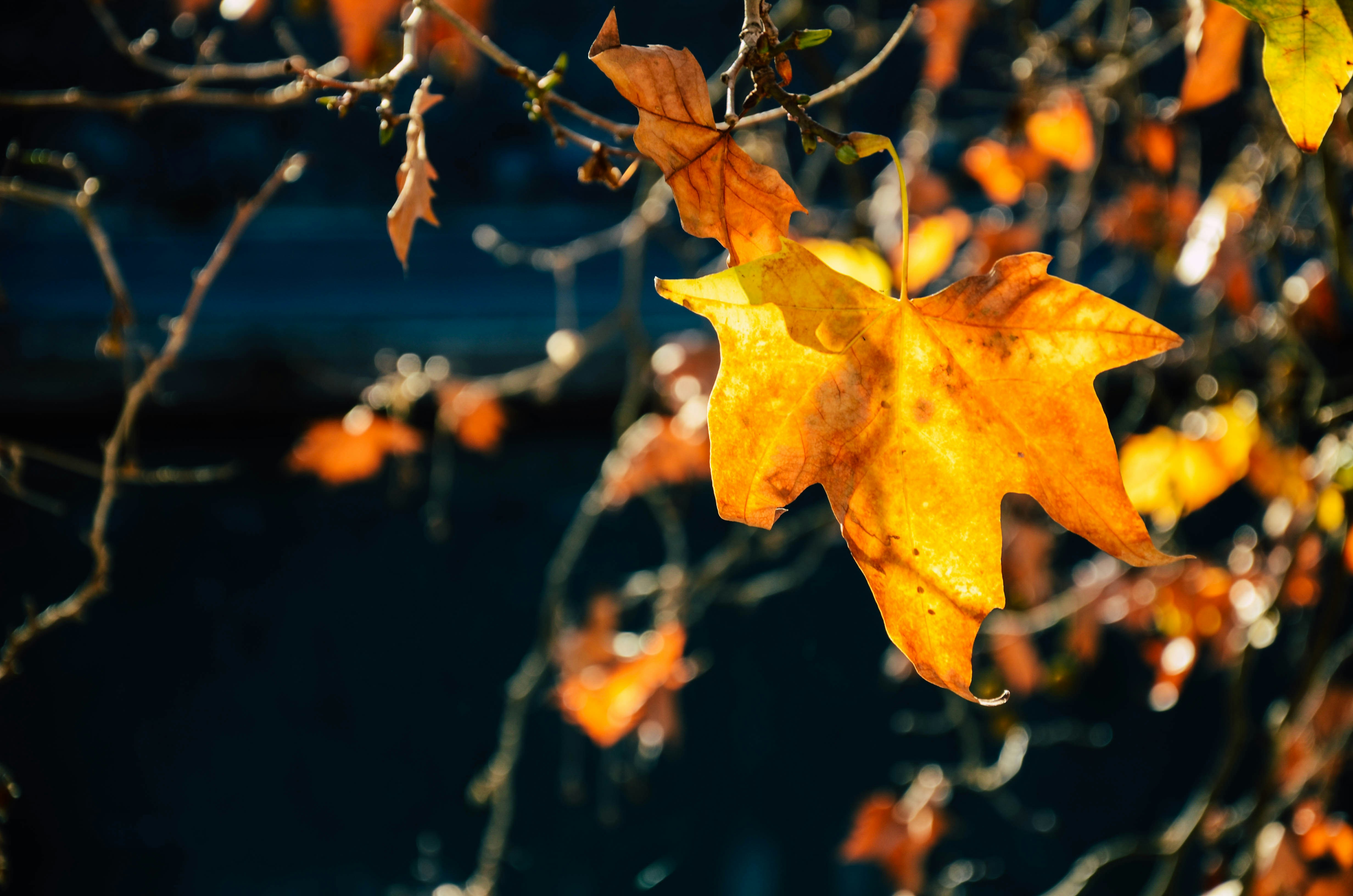 Photo by nika_benedictova