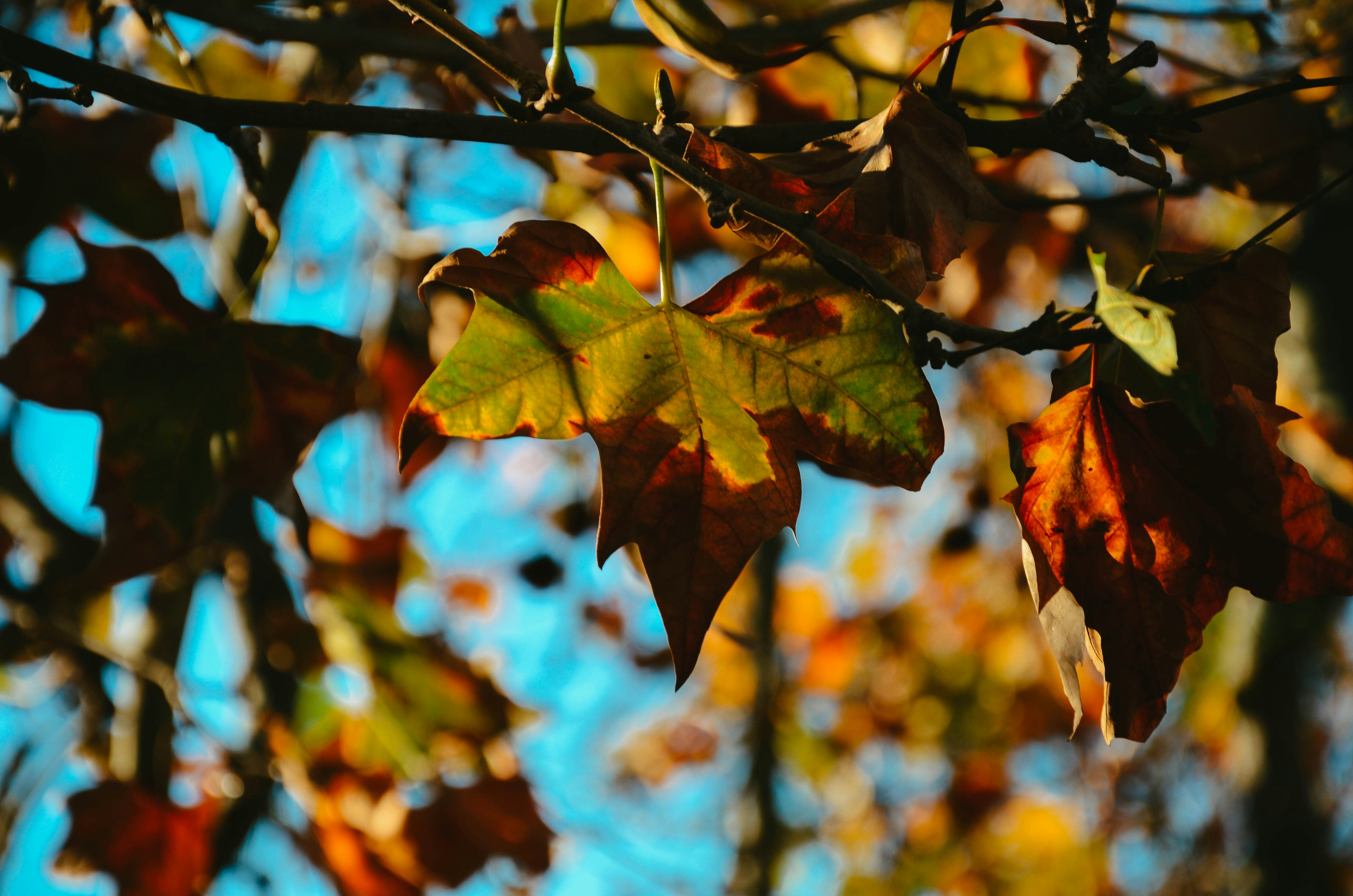 Photo by nika_benedictova