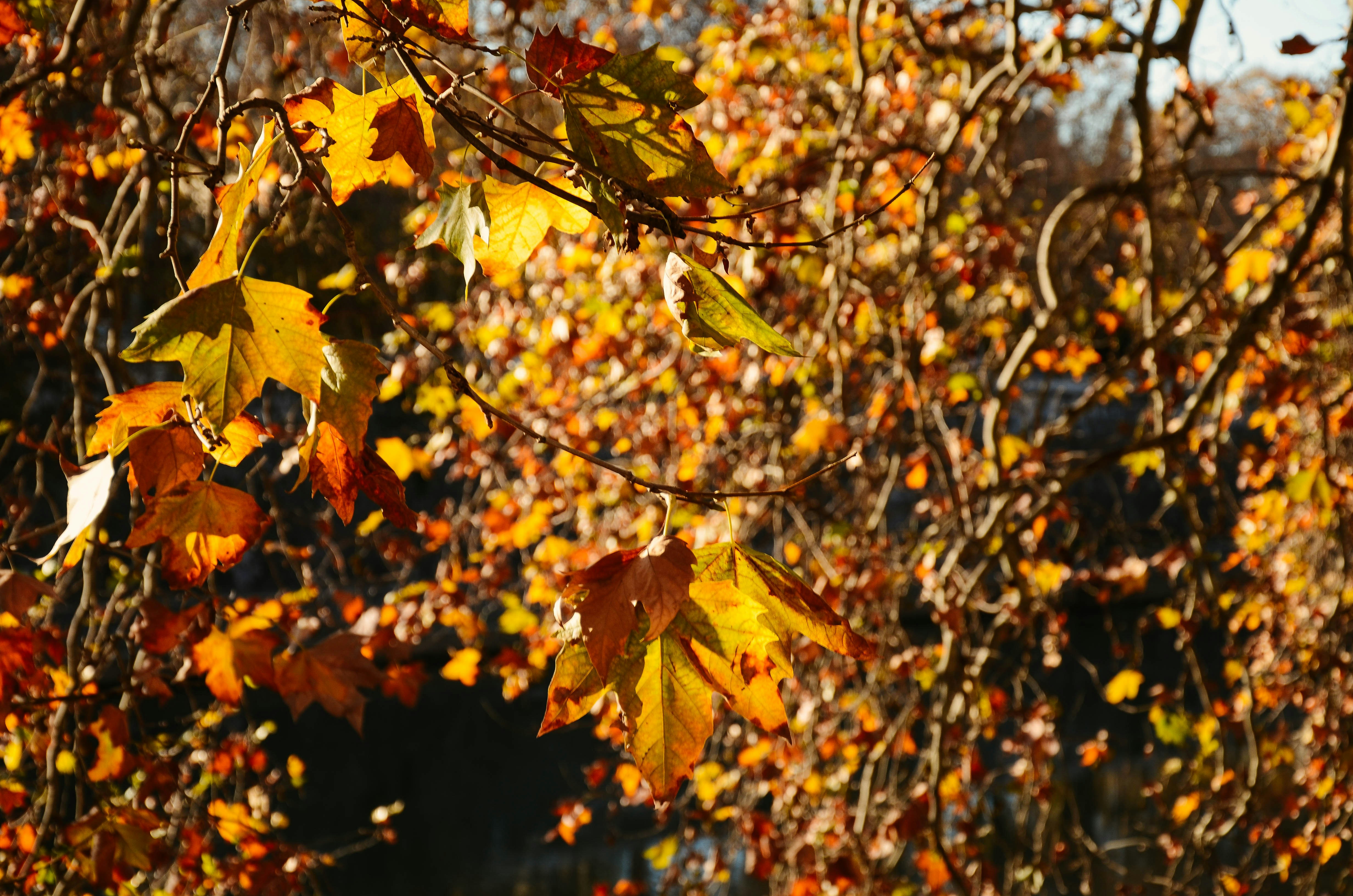 Photo by nika_benedictova