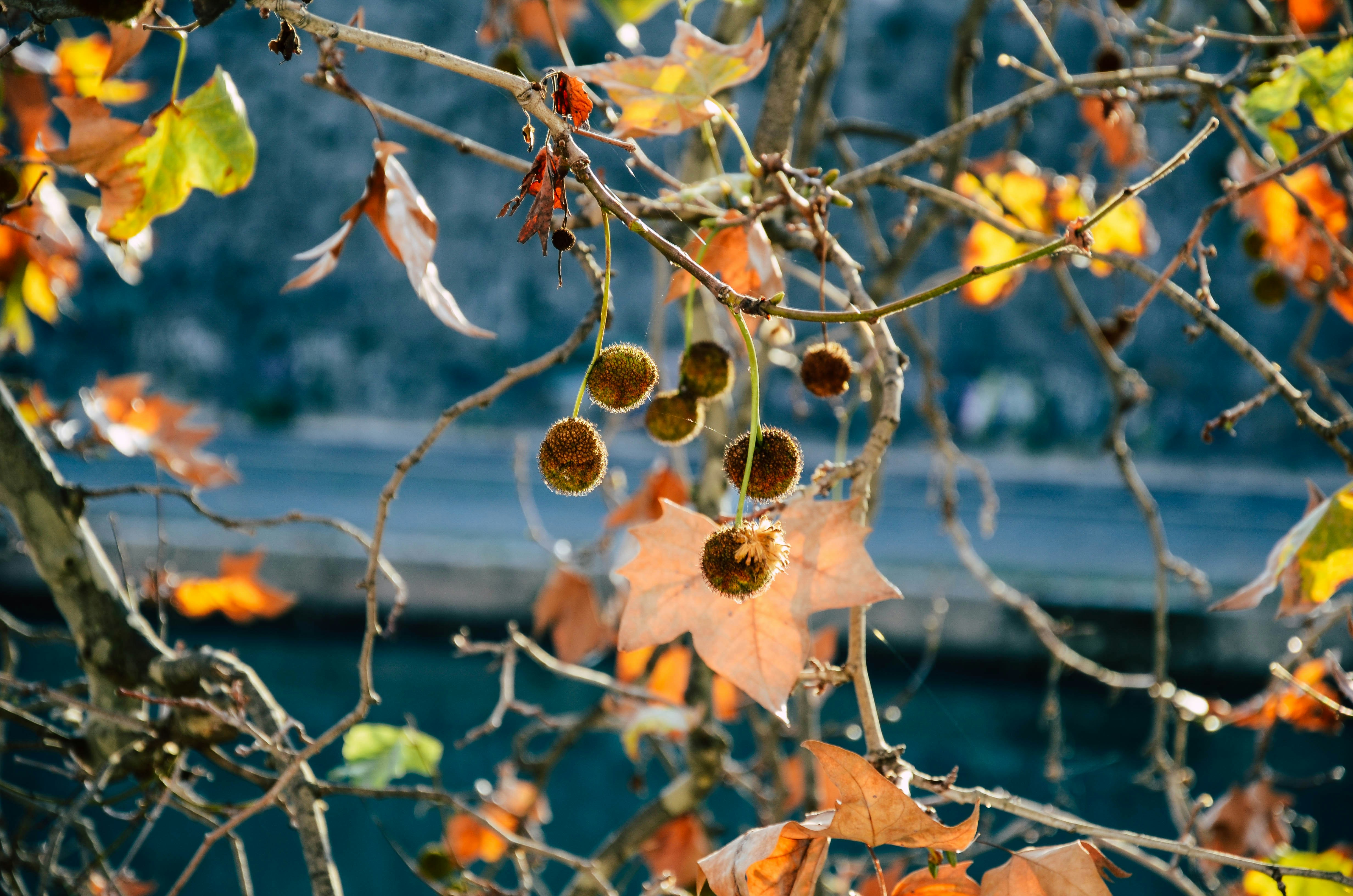 가을 액세서리 신상품 - 상세 이미지 1