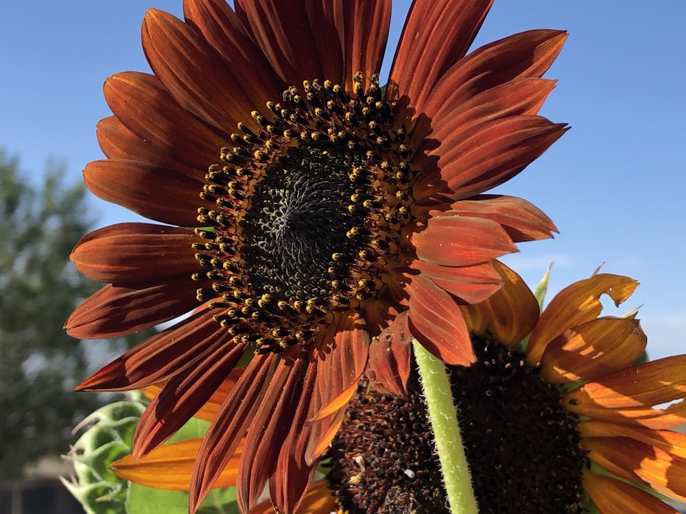 a close up of a sunflower with a blue sky in the background