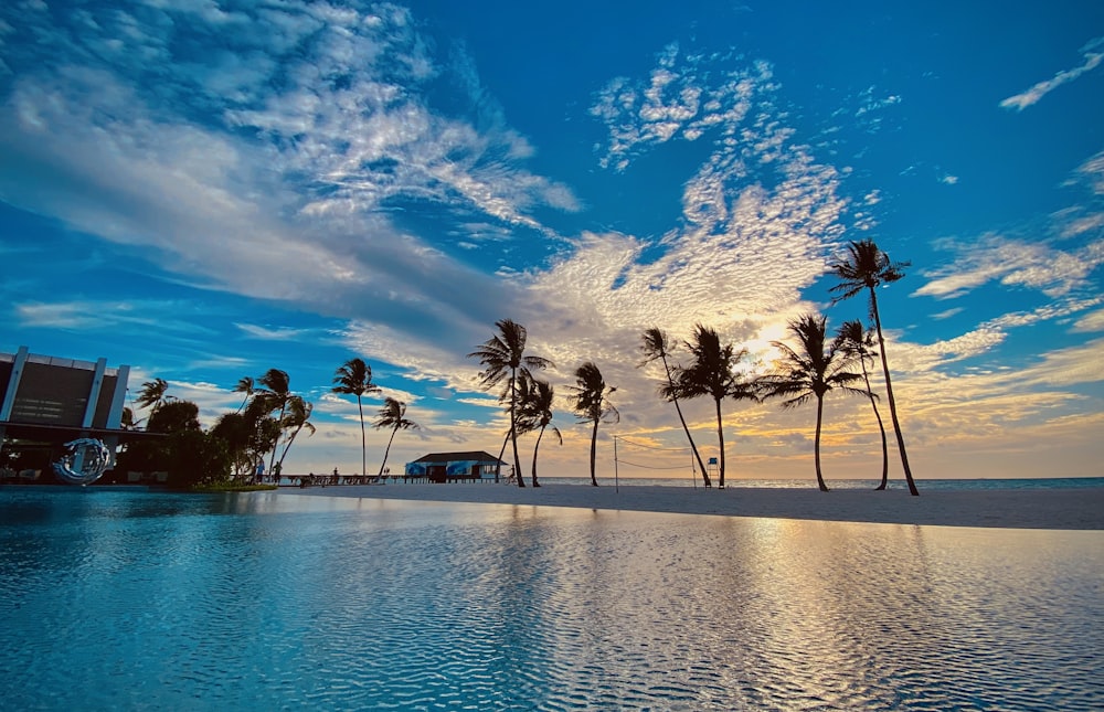 palm trees line the edge of a swimming pool