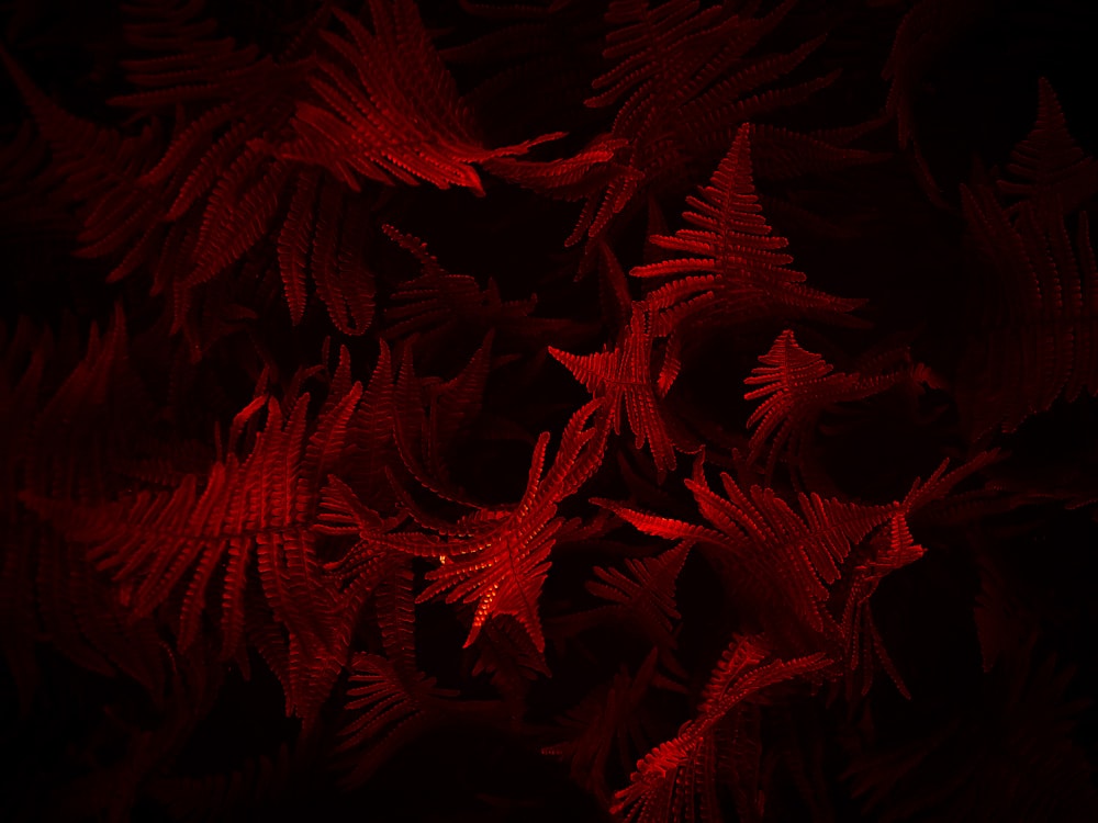 a bunch of red leaves on a black background