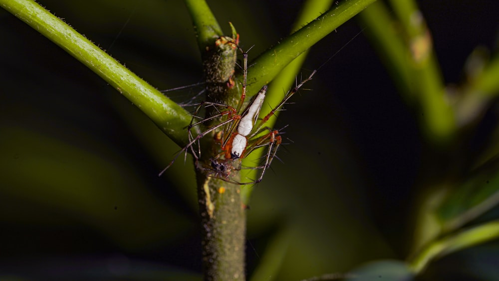 a close up of a spider on a plant