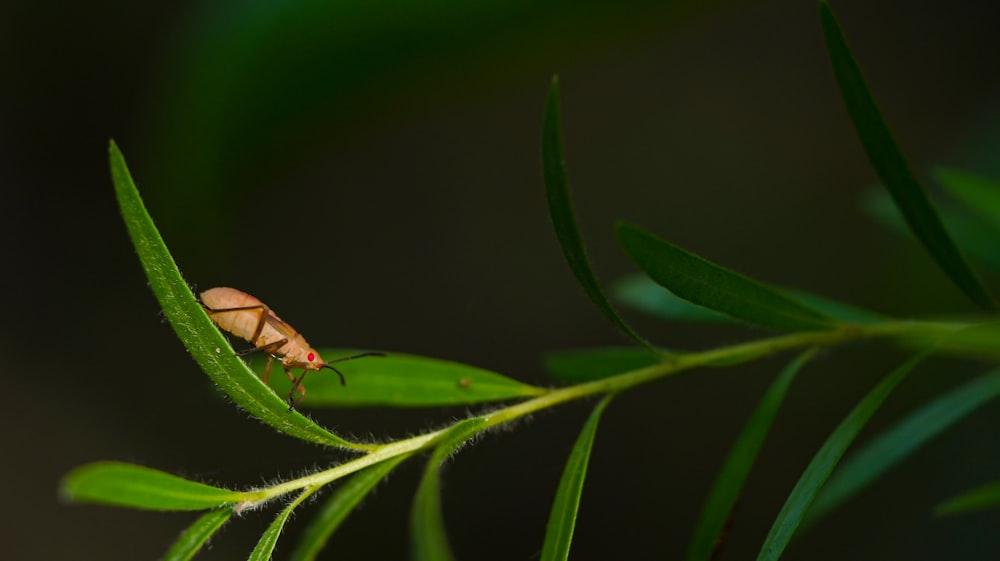 um inseto sentado em cima de uma folha verde