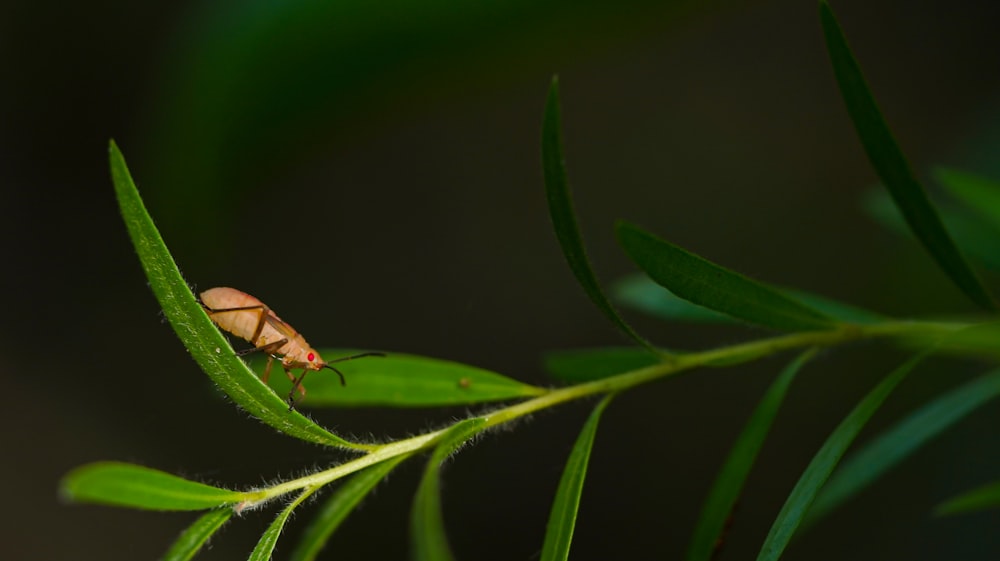 a bug sitting on top of a green leaf