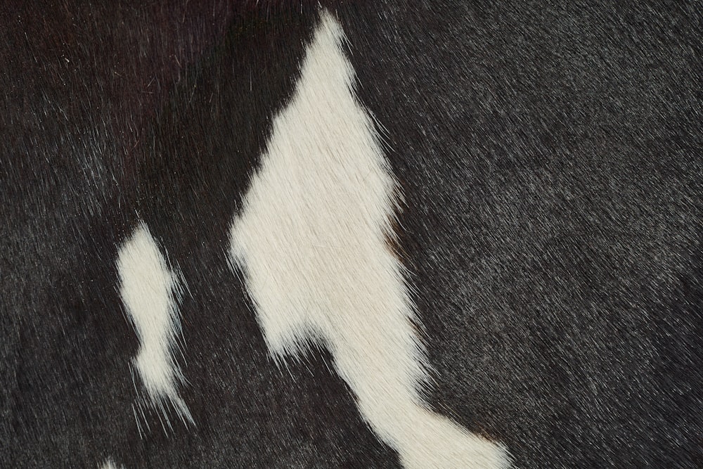 a close up of a cow's black and white pattern
