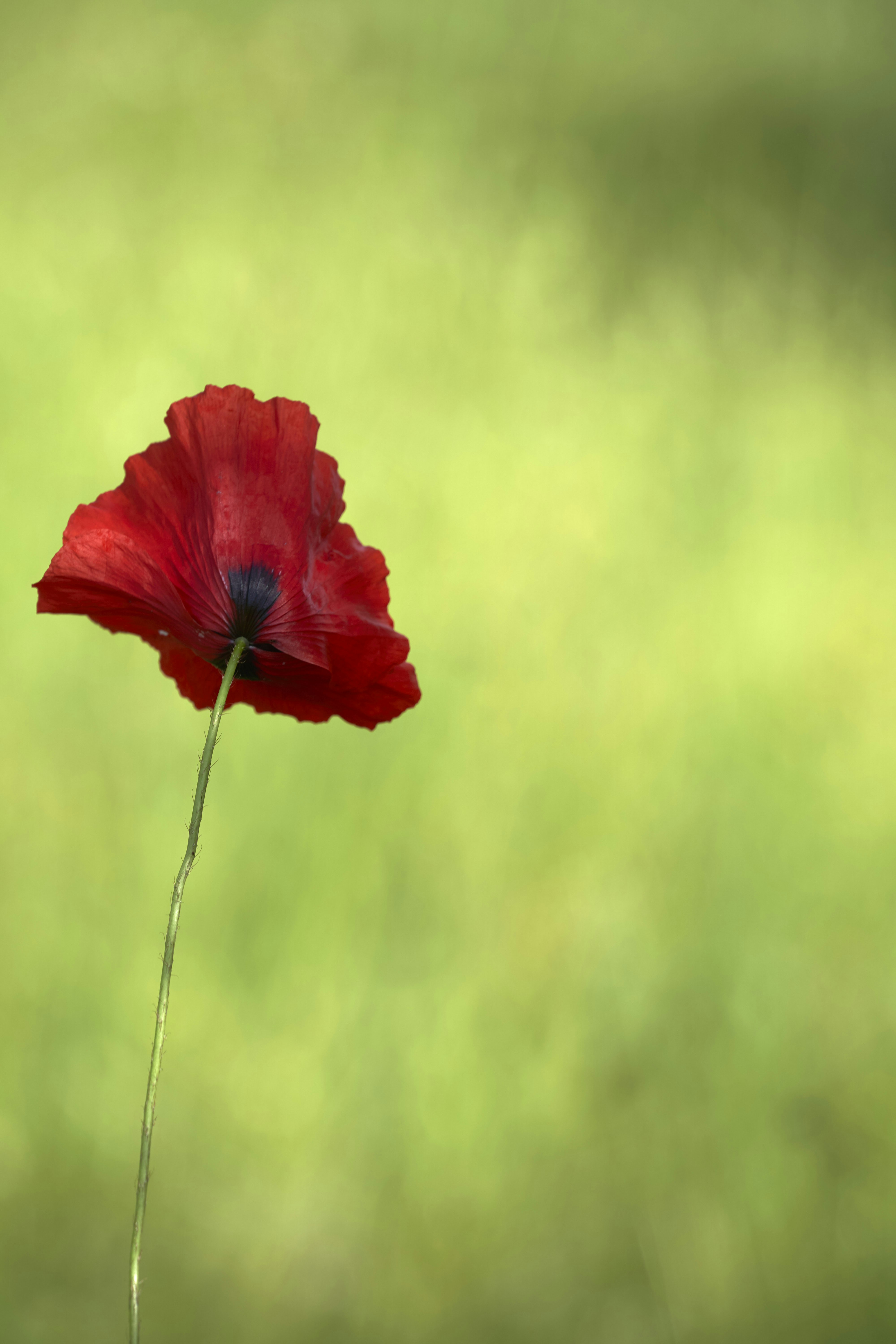 Photo by wolfgang_hasselmann