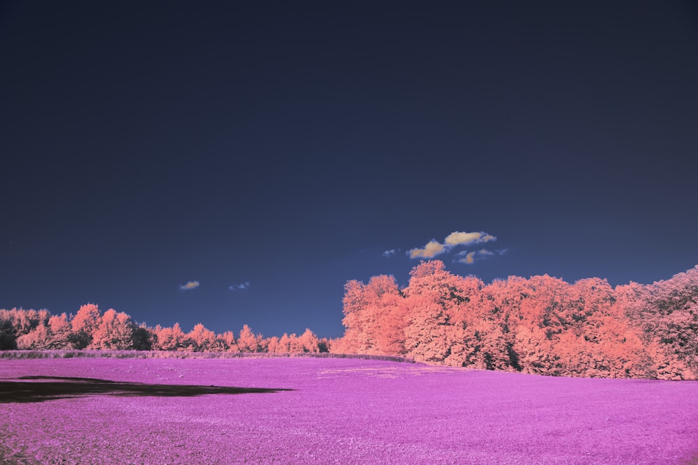 a purple field with trees in the background