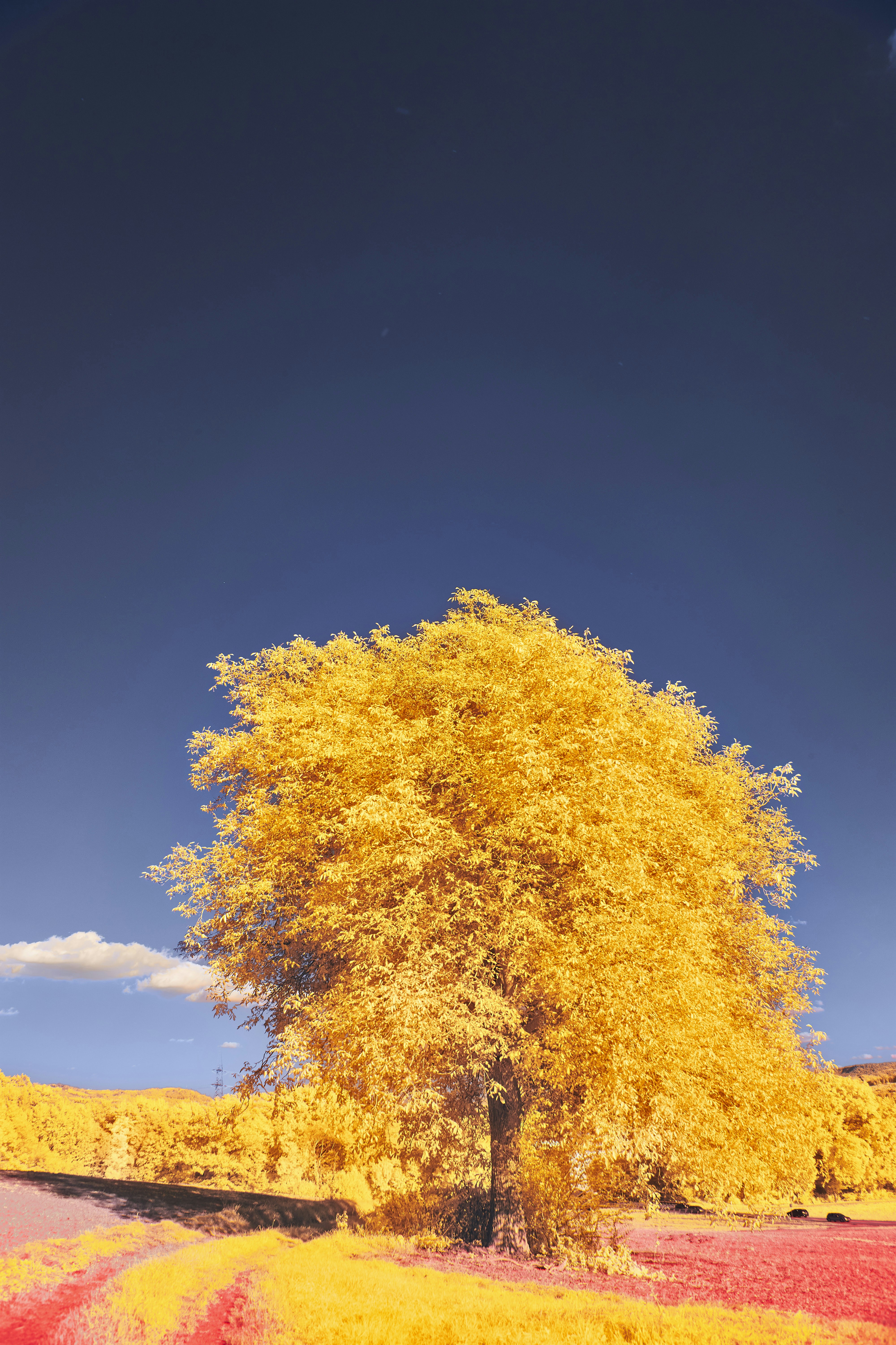 Photo by wolfgang_hasselmann