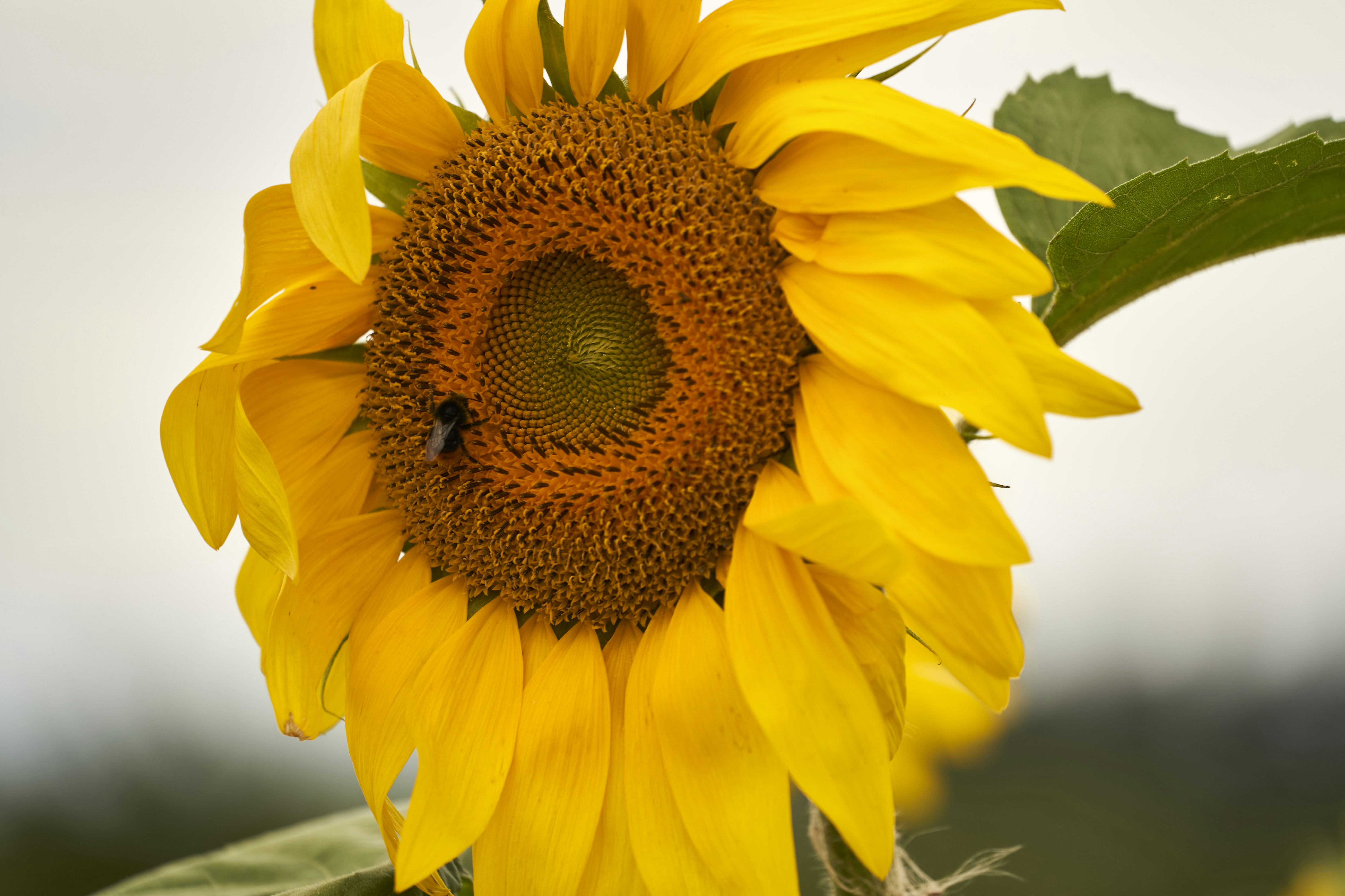 Photo by wolfgang_hasselmann