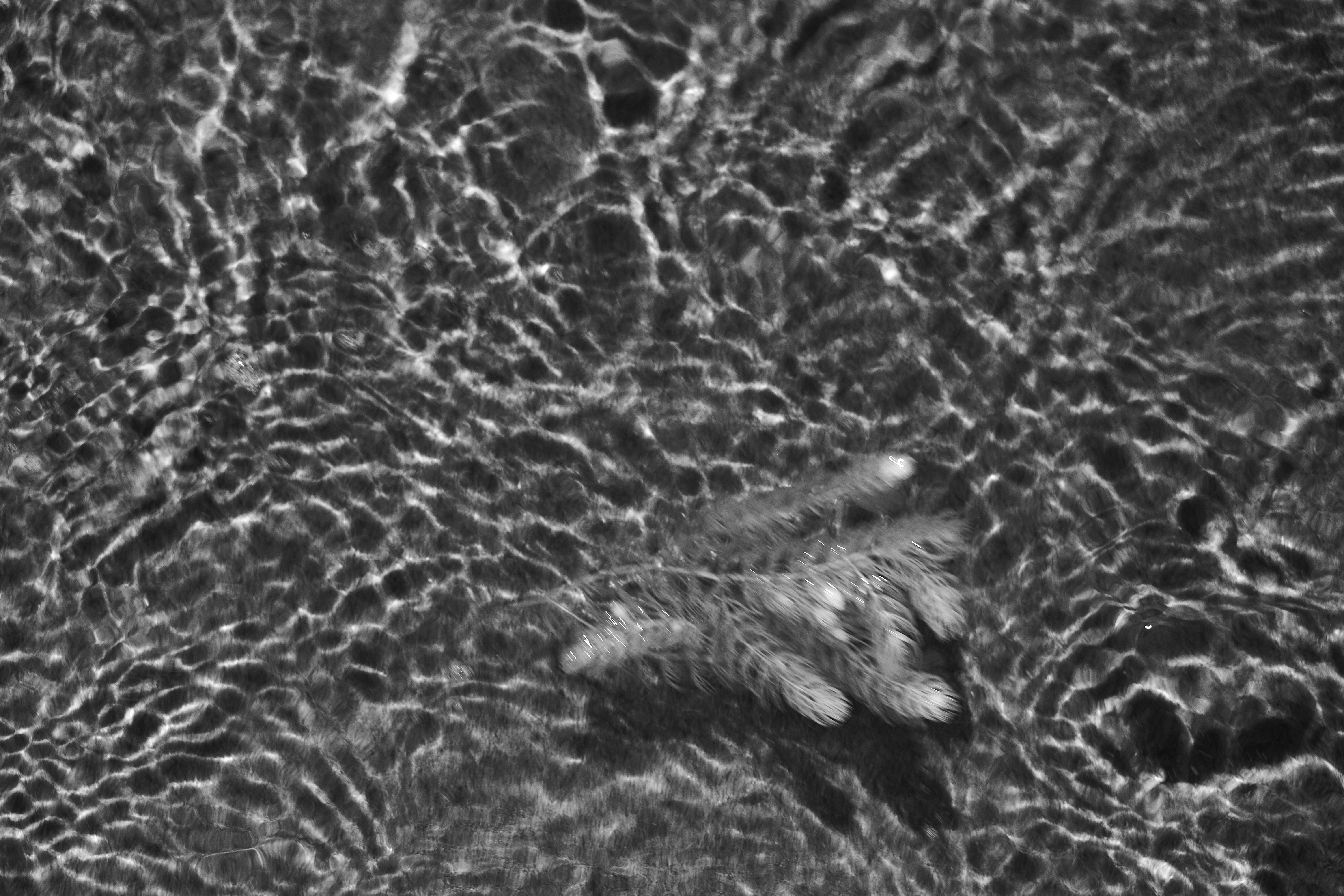 Photo by wolfgang_hasselmann