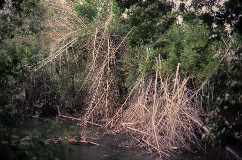 Un río que atraviesa un bosque lleno de muchos árboles