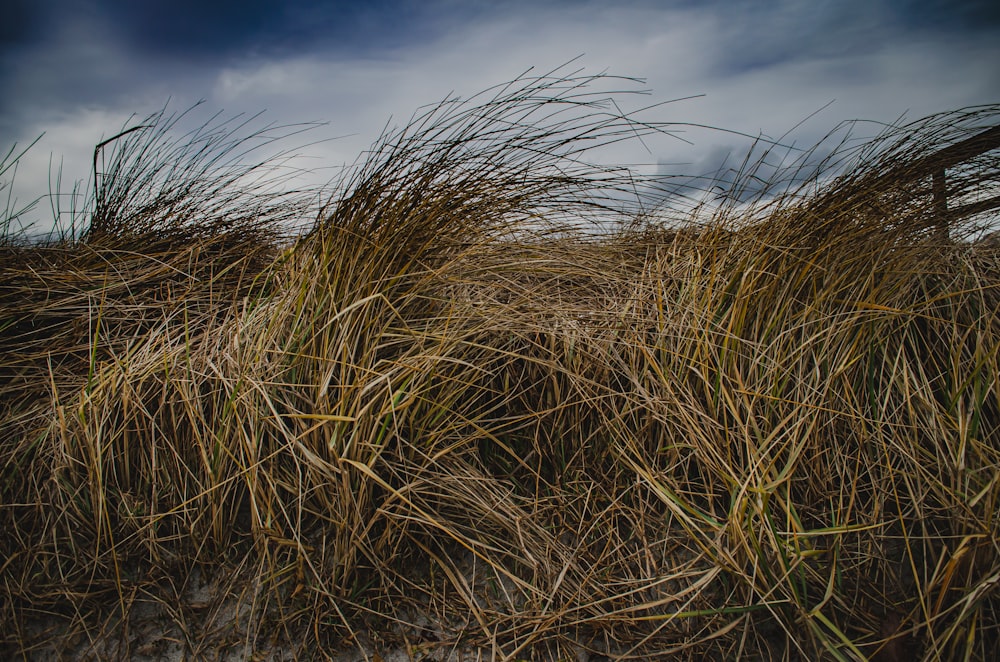 a bunch of grass that is growing in the dirt