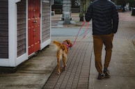 A person wearing a dark jacket and brown pants walks a golden retriever on a pink leash along a brick sidewalk. The person is next to a building with a red door, and there is a mix of concrete and brick paths.