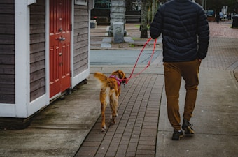 A person wearing a dark jacket and brown pants walks a golden retriever on a pink leash along a brick sidewalk. The person is next to a building with a red door, and there is a mix of concrete and brick paths.