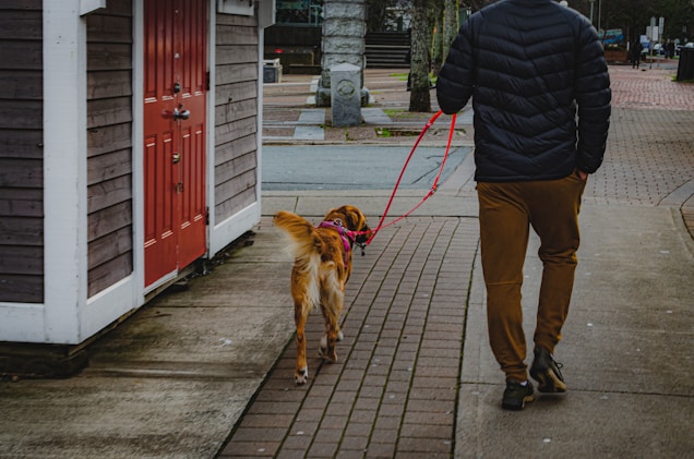 A person wearing a dark jacket and brown pants walks a golden retriever on a pink leash along a brick sidewalk. The person is next to a building with a red door, and there is a mix of concrete and brick paths.