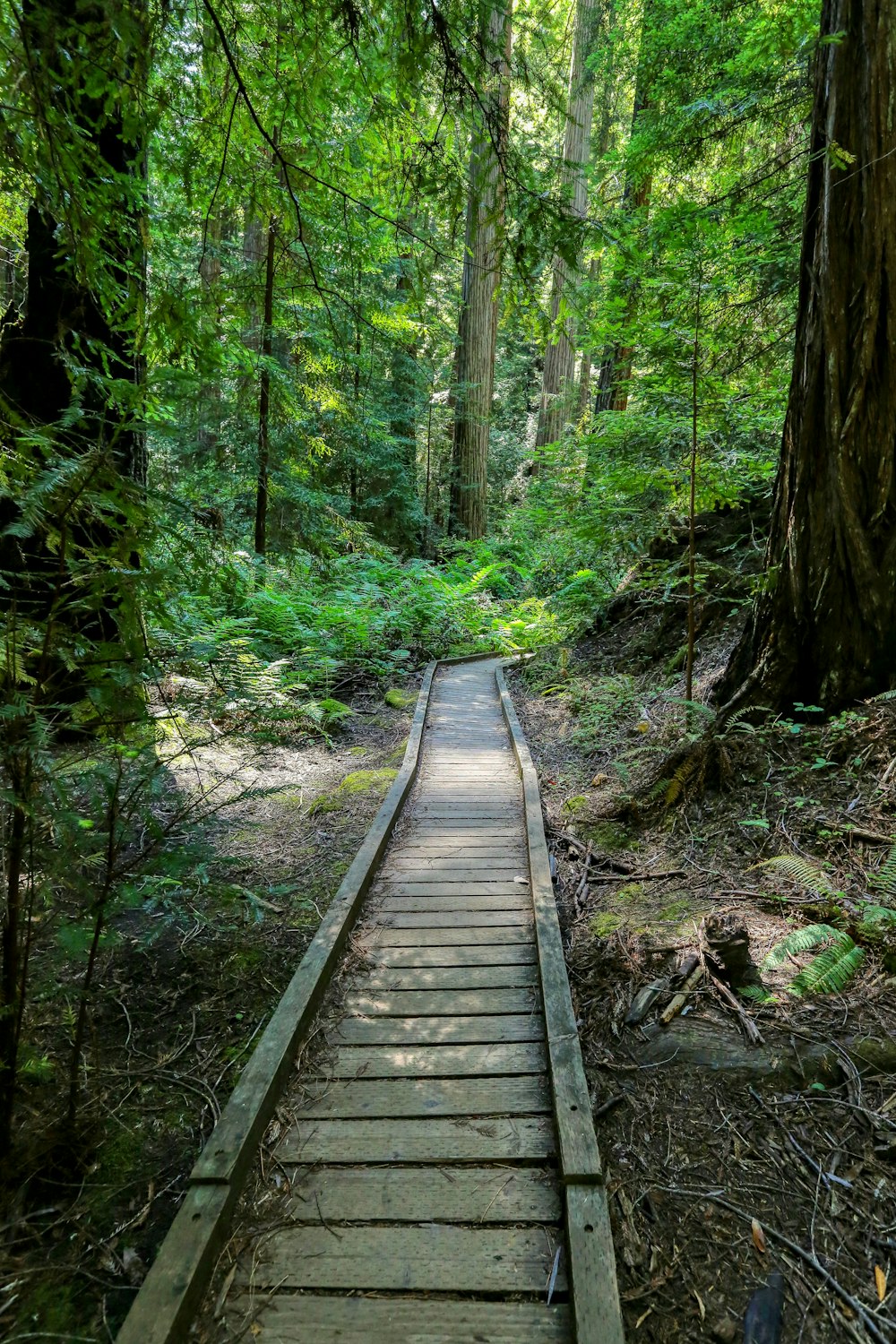 a wooden walkway in the middle of a forest