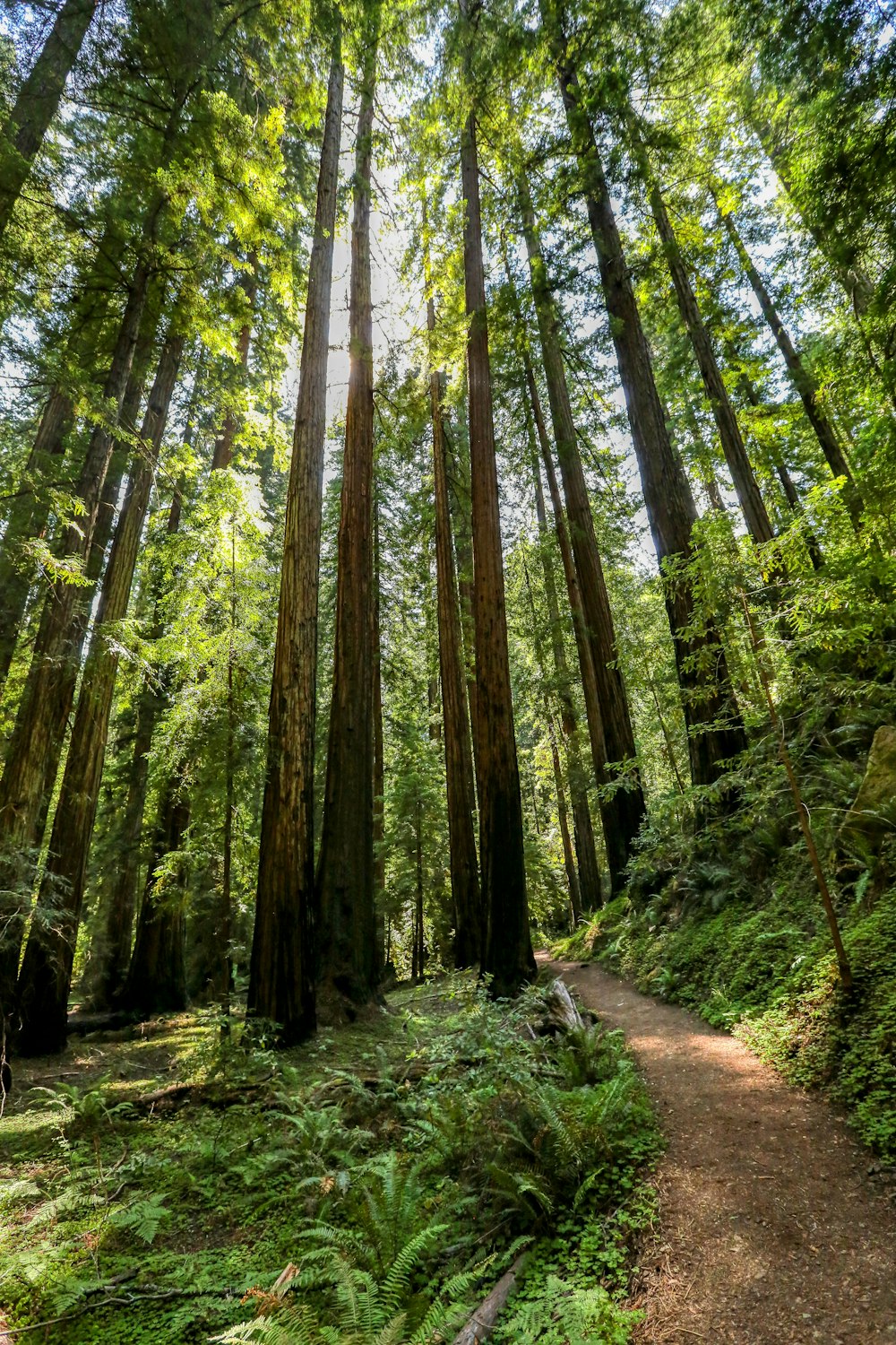 um caminho no meio de uma floresta cercada por árvores altas