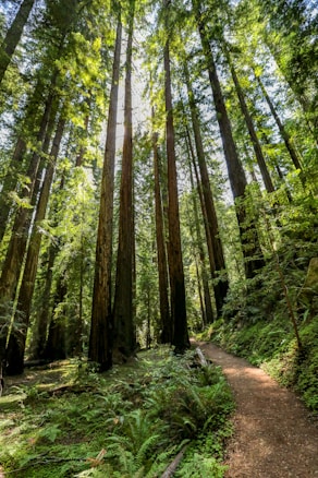 Tall, majestic trees reach up towards the sky, their trunks straight and towering. Sunlight filters through the dense canopy, casting dappled light on the forest floor. A narrow dirt path winds through the lush greenery, inviting exploration.