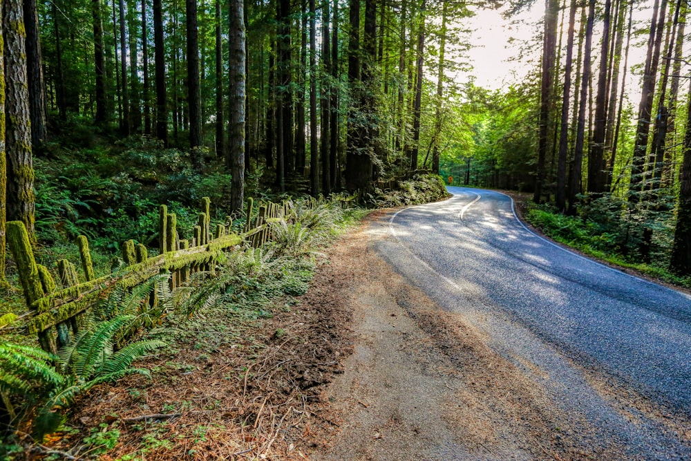 a dirt road in the middle of a forest