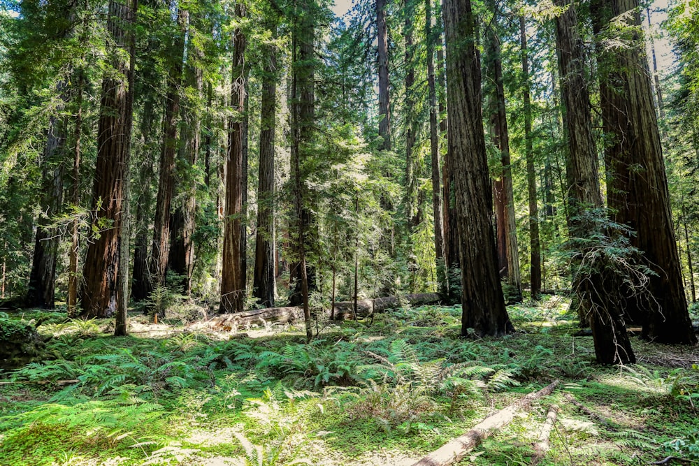 a forest filled with lots of tall trees