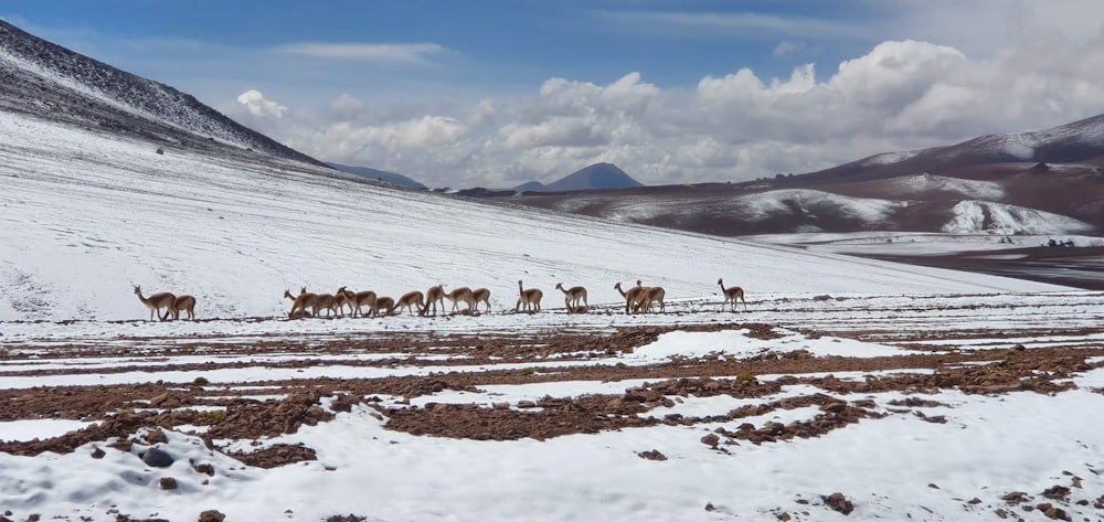 雪に覆われた野原を歩く鹿の群れ