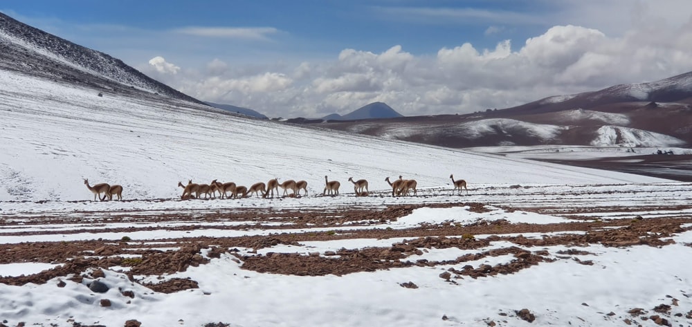 a herd of deer walking across a snow covered field