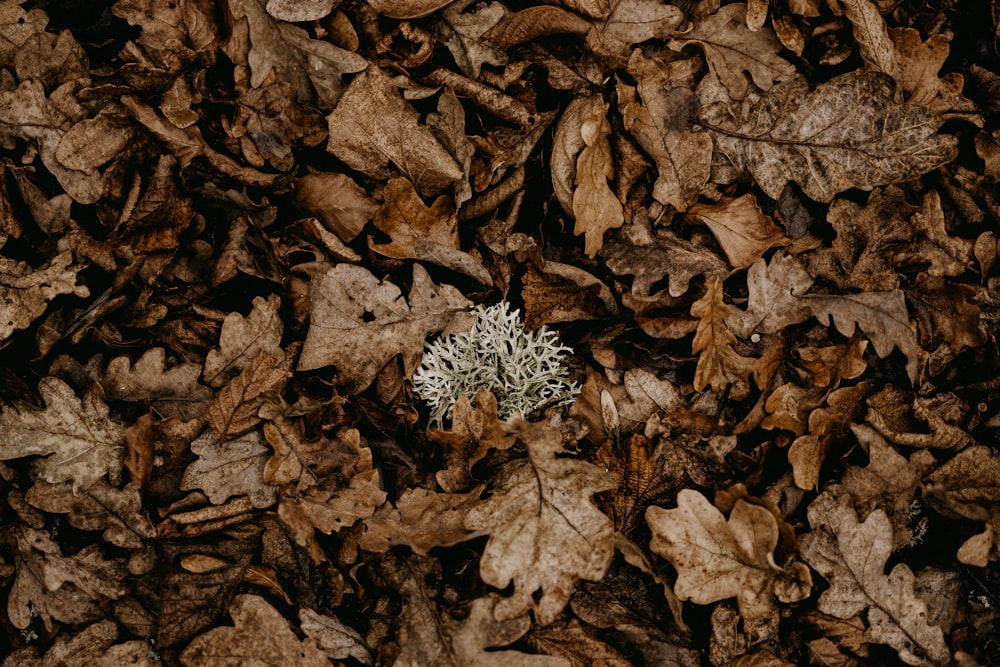 a small white flower surrounded by brown leaves