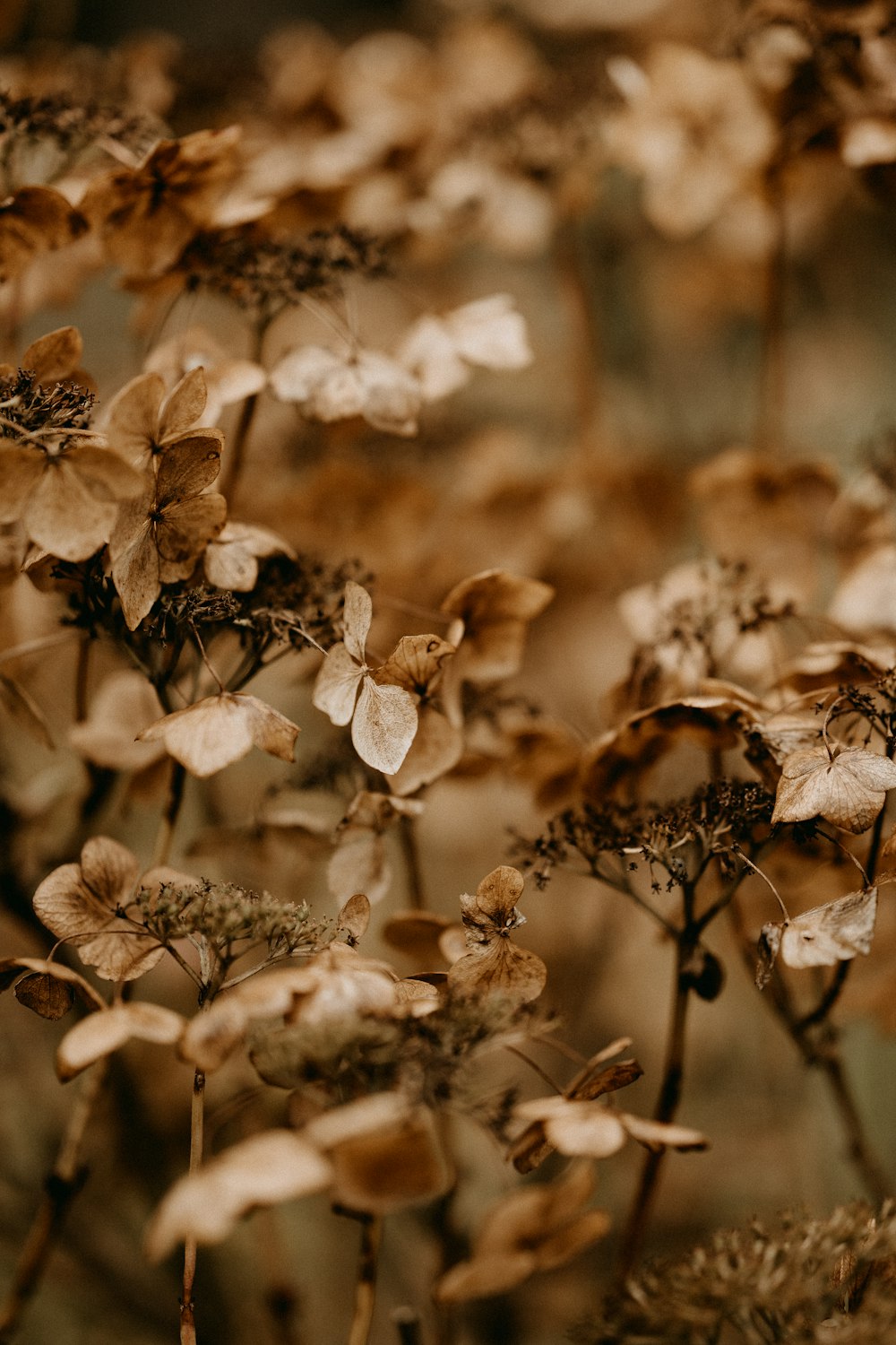 a bunch of flowers that are in the grass