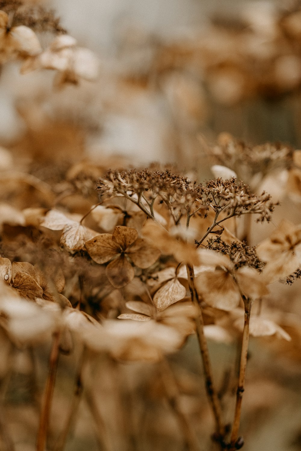 a bunch of flowers that are in the grass