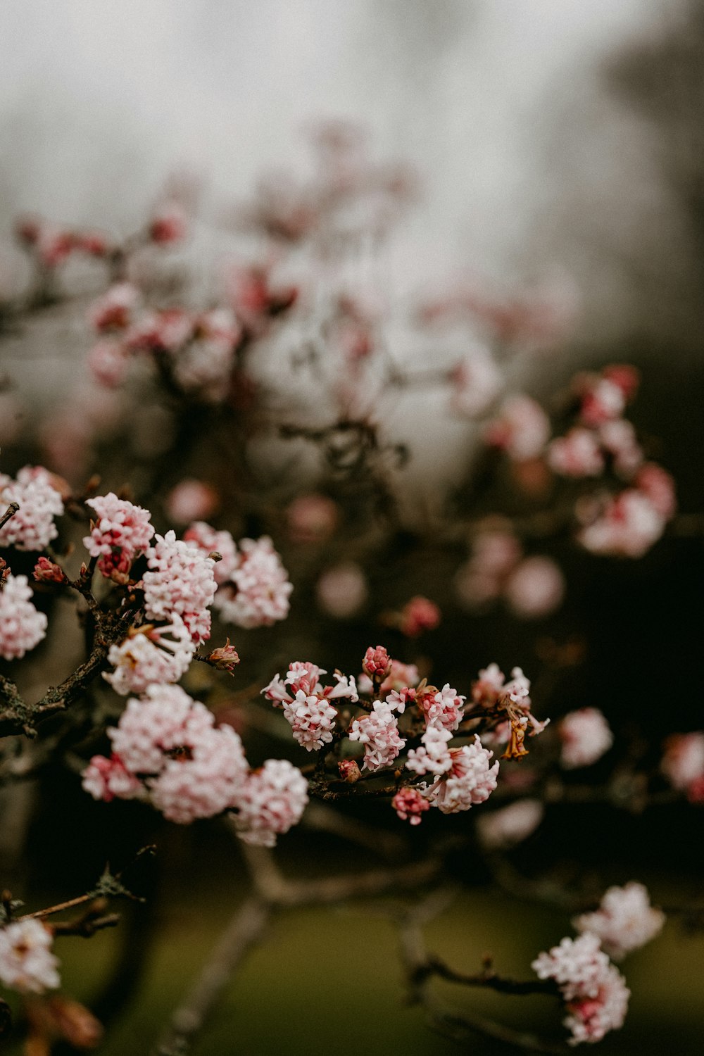 pink flowers are blooming on a tree branch