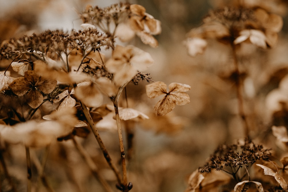 a bunch of flowers that are in the grass