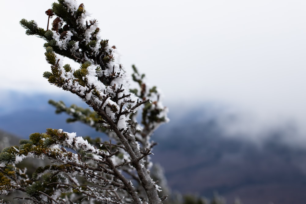 a pine tree covered in snow with mountains in the background