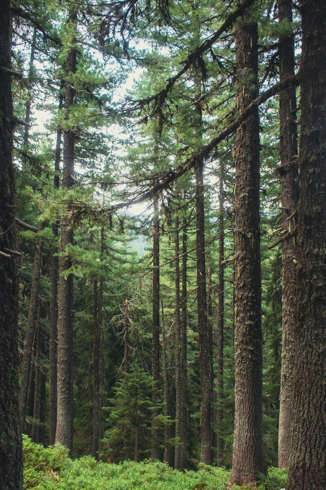 Natural landscape photo spot Montenegro Cetinje