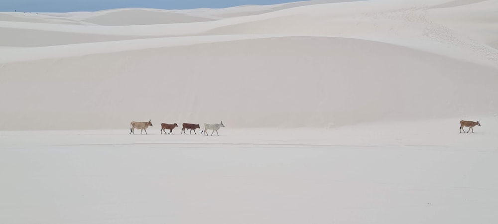 um rebanho de gado caminhando através de um campo coberto de neve