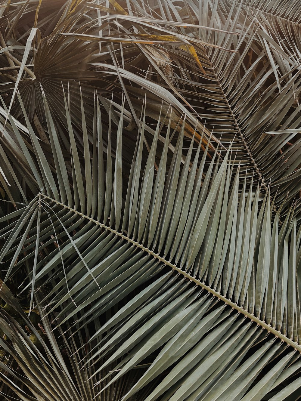 a close up of a bunch of palm leaves