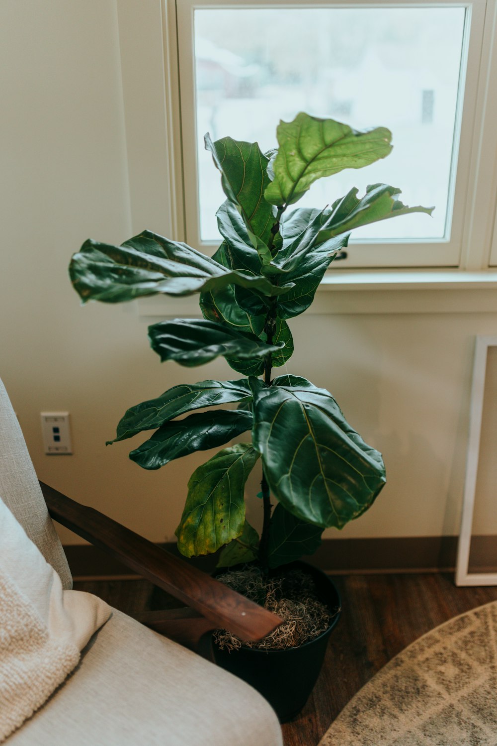 a houseplant in a black pot next to a window