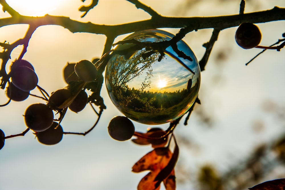 a tree branch with a mirror ball hanging from it