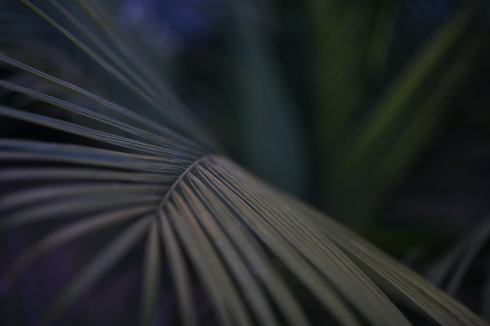 a close up view of a palm leaf