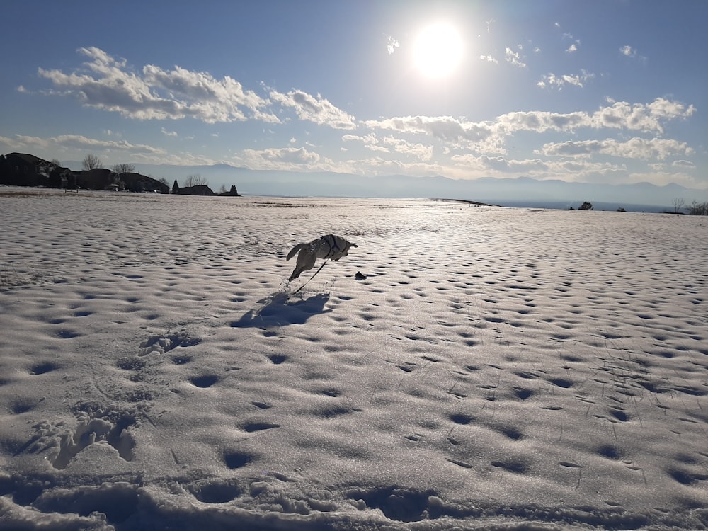 a dog running through the snow in the sun