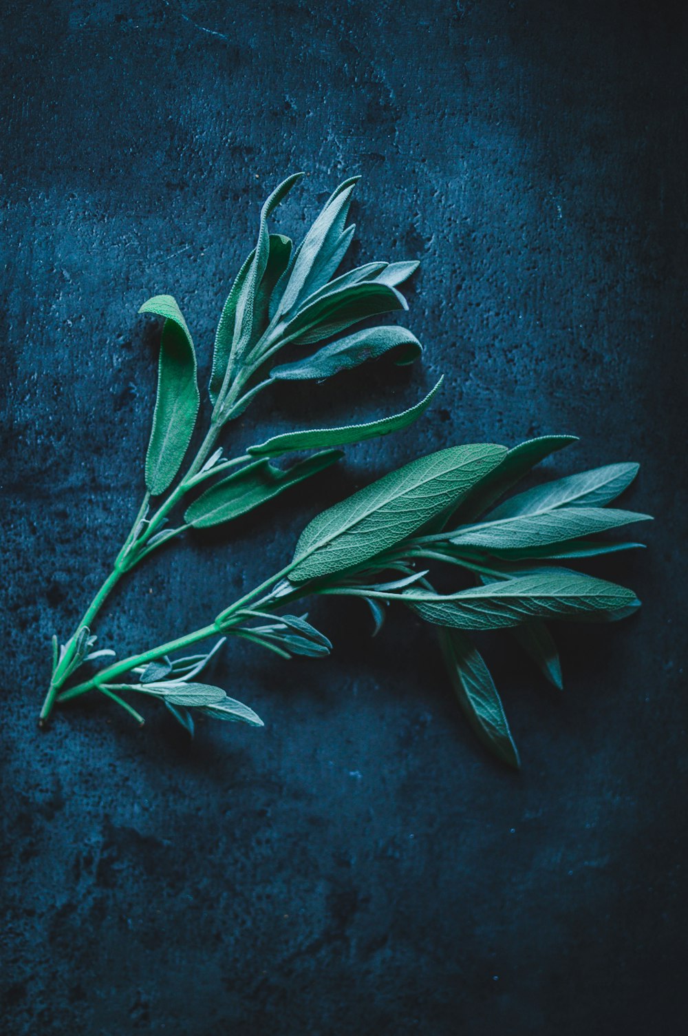 a bunch of green leaves on a blue surface