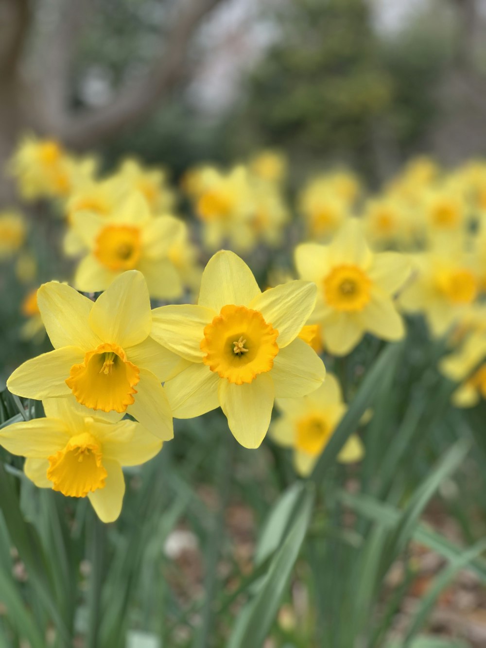 a bunch of yellow flowers that are in the grass