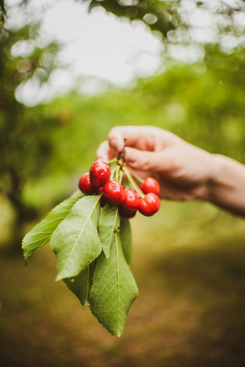 a person holding a branch with berries on it