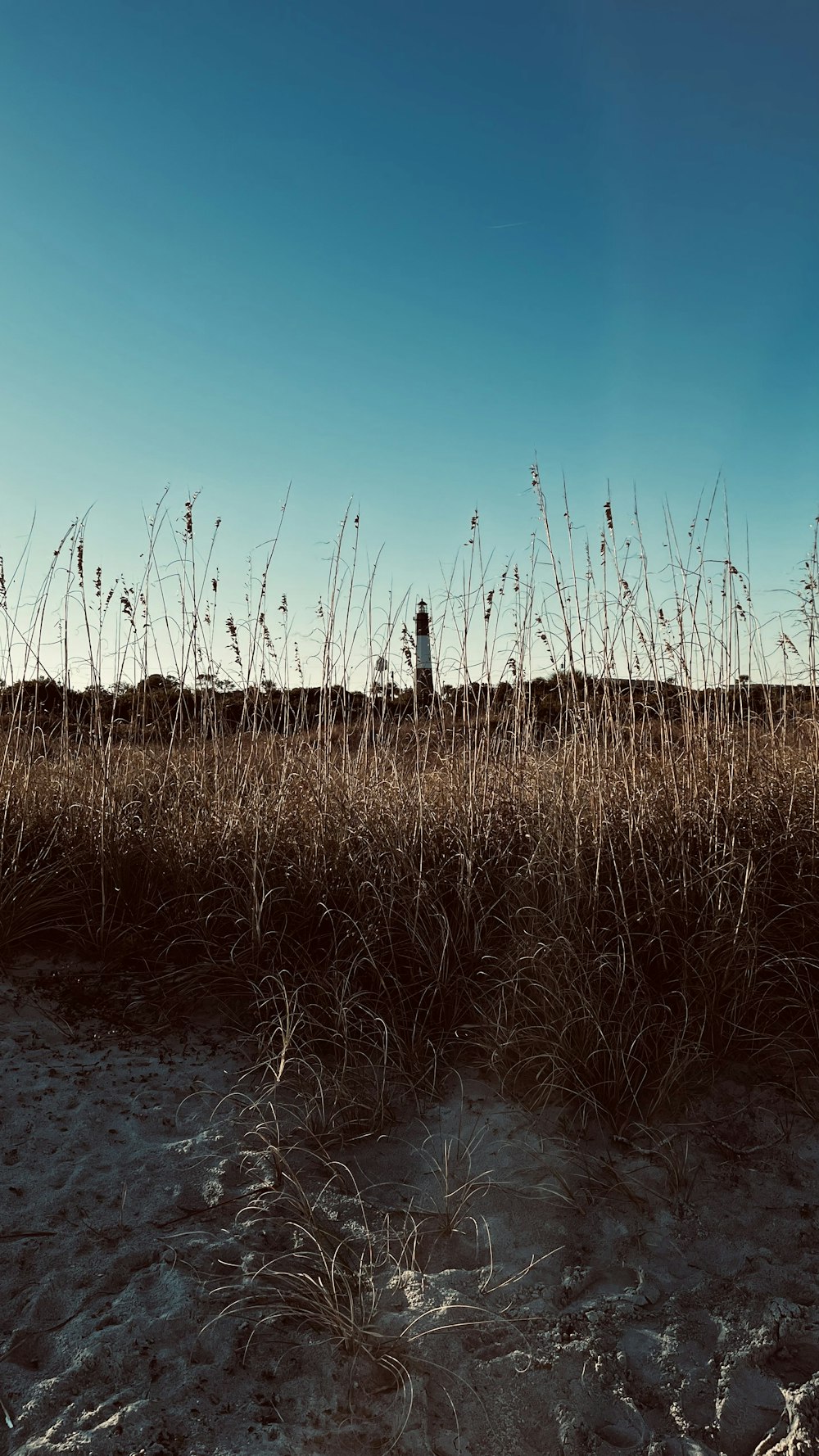 una persona in piedi in mezzo a un campo