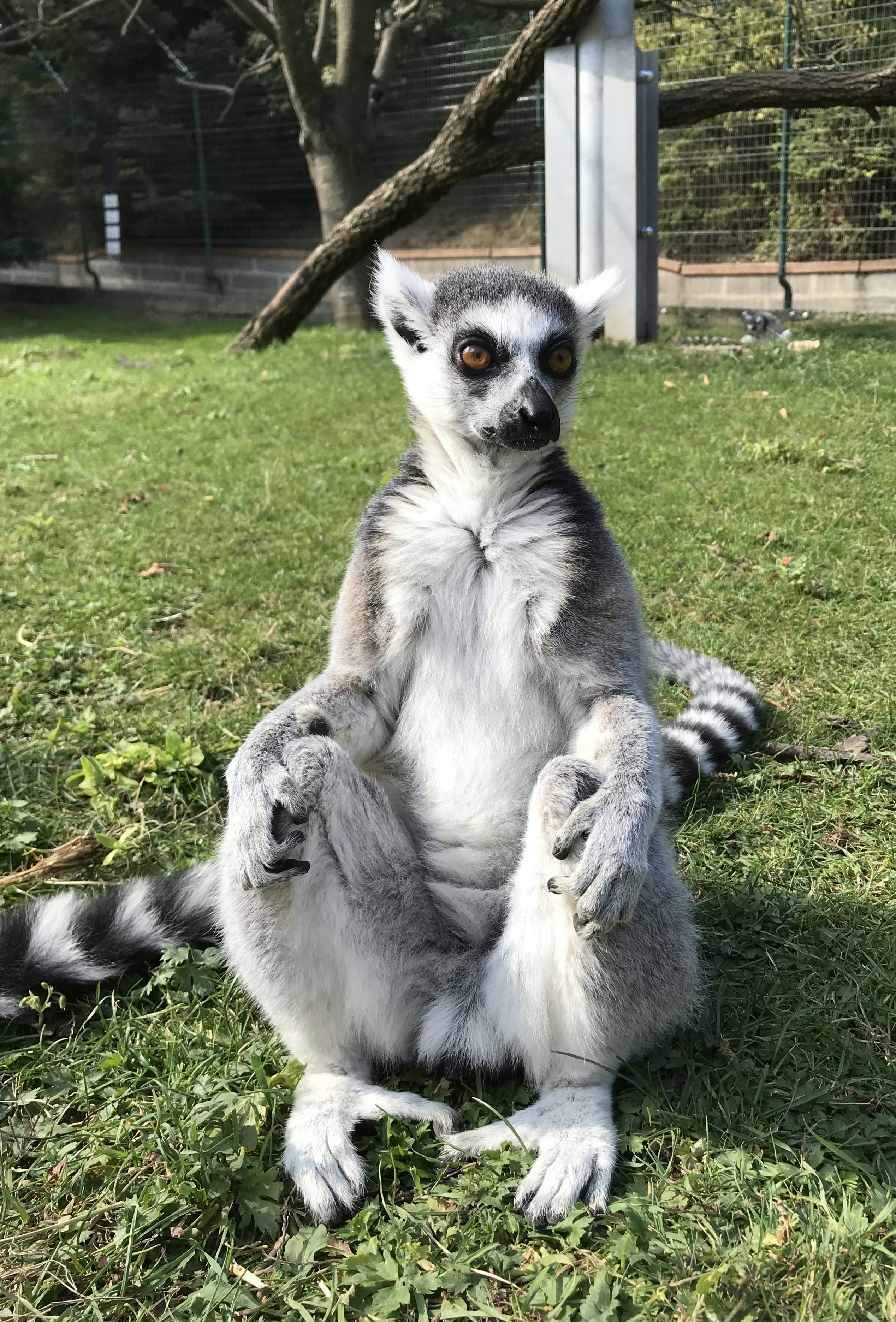 A ring tailed lemur sitting in the grass
