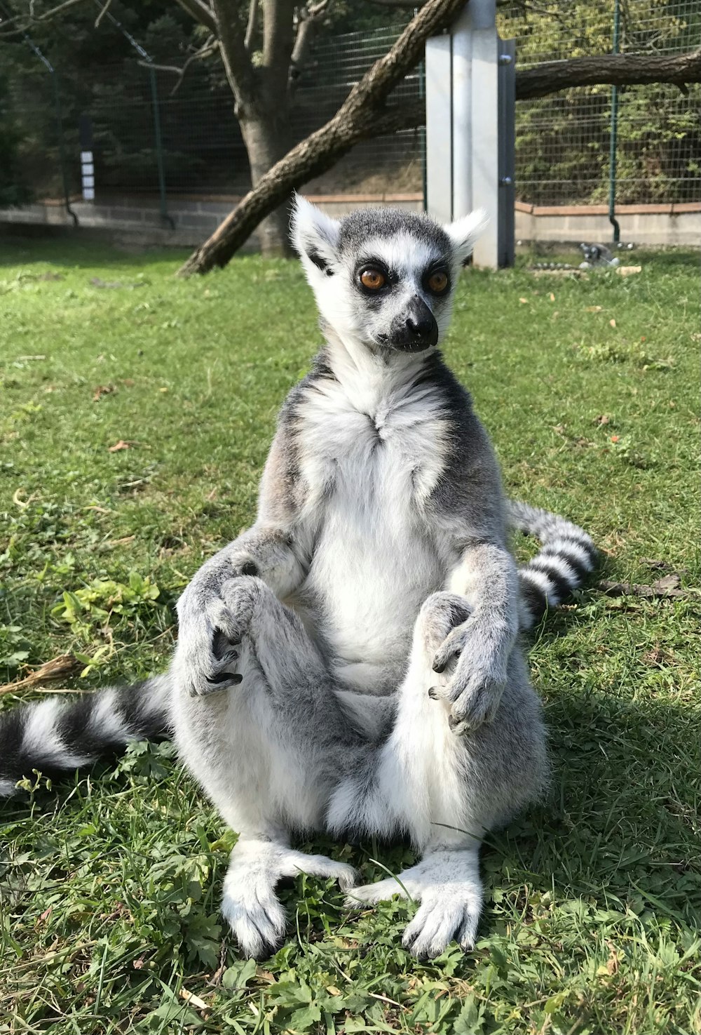 a ring tailed lemur sitting in the grass